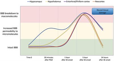 Corrigendum: The Blood-Brain Barrier Breakdown During Acute Phase of the Pilocarpine Model of Epilepsy Is Dynamic and Time-Dependent